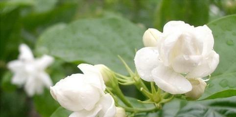 茉莉花的花语与寓意（清香浓郁的茉莉花）