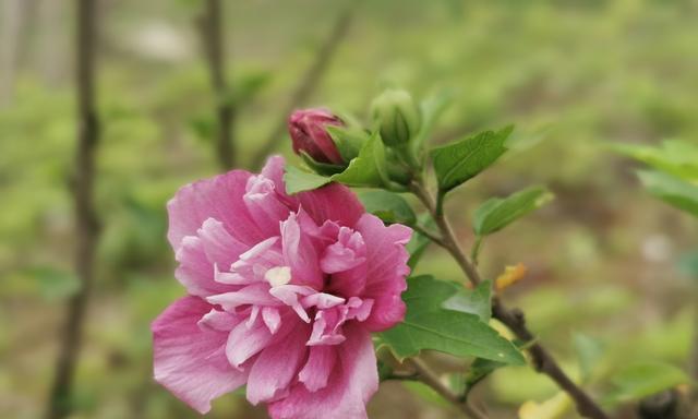 木槿花语解析（探寻木槿花语的深层意义与传承）