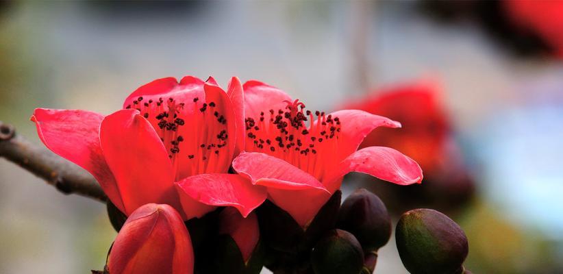 木棉花花语和寓意的深入解读（探秘木棉花的花语世界）