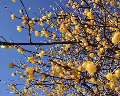 腊梅花开多久时间（解析腊梅花的生长周期和开花时间）