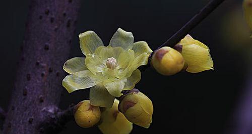 无限花序下的腊梅（探究腊梅的花序类型）