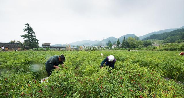 辣椒的采摘时机与成熟季节（掌握采摘时间）