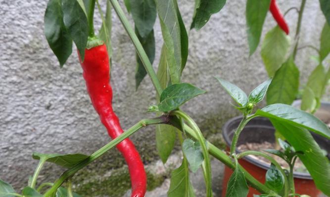 辣椒是草本植物吗（从植物学角度看辣椒的生长特性和分类）