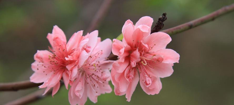 桃花的象征意义及文化传承（桃花之美）