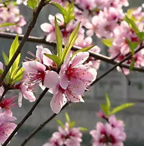 桃花的象征意义及文化内涵（桃花在中国文化中的寓意和价值观）