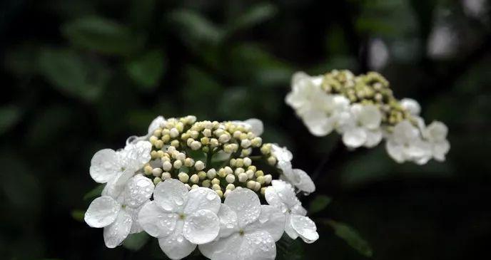 扬州市花琼花的象征与寓意（揭示琼花的文化内涵与城市形象）