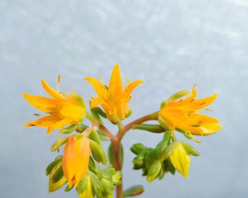 以一抹香开花——芳香的力量（开花）