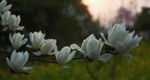 玉兰花花语与象征意义（揭秘玉兰花的隐含信息）