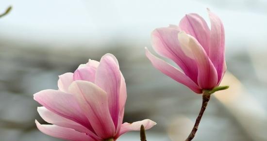 玉兰花开的寓意与预兆——岁岁芬芳，吉祥如意（探寻玉兰花开的奥秘）