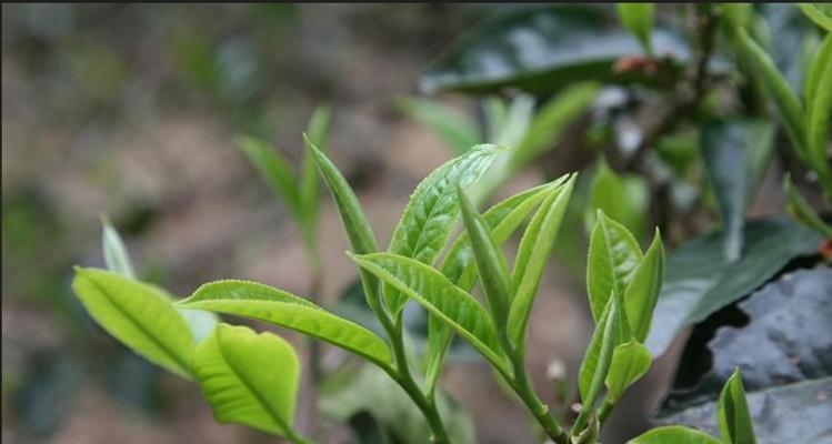 乔木茶的种类和特点（了解乔木茶）