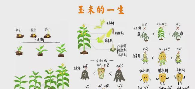 茄子打顶时间及方法步骤详解（掌握正确时间与方法）