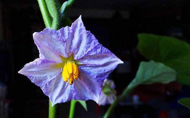 茄子花的颜色是什么（探究茄子花的颜色及其特征）