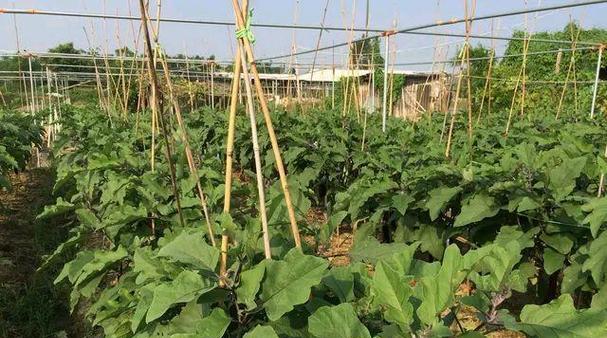 茄子追肥时间及方法详解（合适的追肥时间能够提高茄子产量）