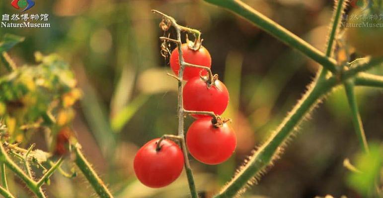 茄子是双子叶植物吗（茄子的分类和特征以及双子叶植物的定义）