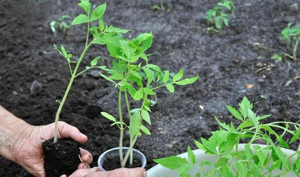 茄子种子催芽技术全解析（从种子选购到育苗成功的实用技巧）