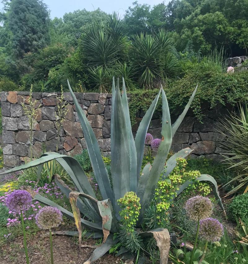 龙舌兰花的寓意与象征意义（龙舌兰花的神秘与魅力）