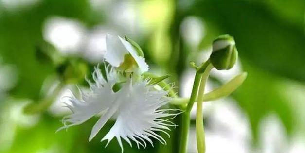 鹭草的花语与传说（探寻鹭草的神秘花语和寓言传说）