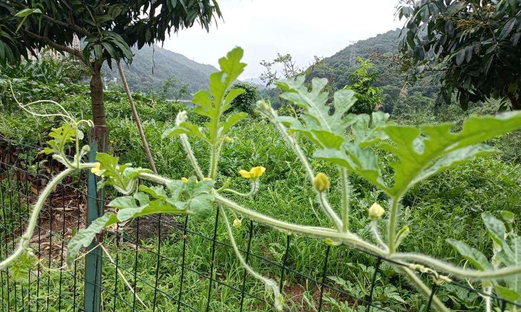 西瓜的开花季节（探究西瓜开花的关键季节及其特点）