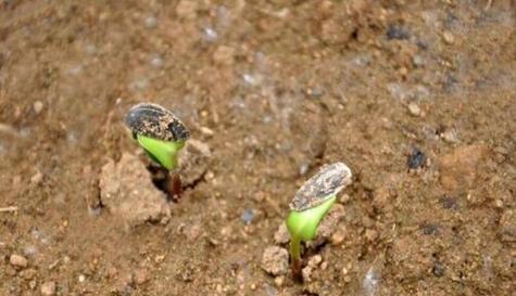 西瓜发芽出苗时间及种植技巧（从播种到发芽）