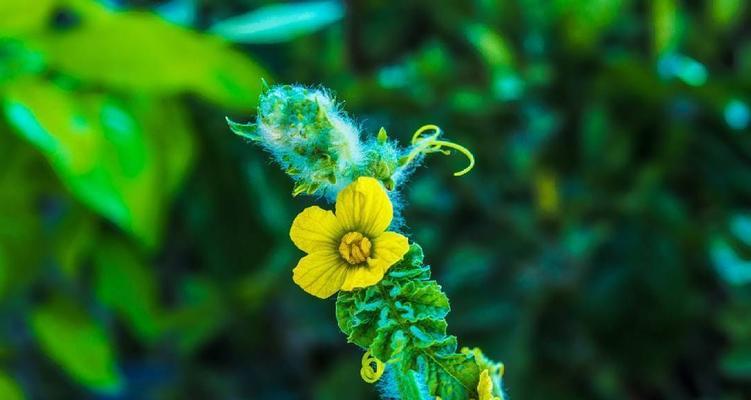 西瓜开花时间的探究（什么时候才是西瓜开花的最佳时期）