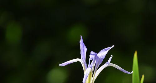 以马兰花的象征意义（揭示马兰花的美与勇敢）