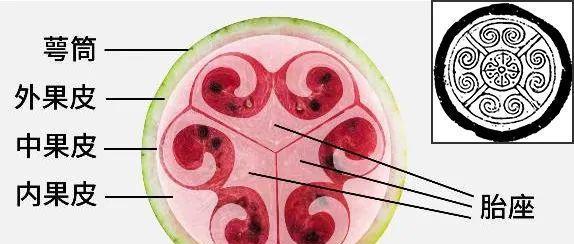 西瓜公母之分的区分方法（如何准确判断西瓜的性别）