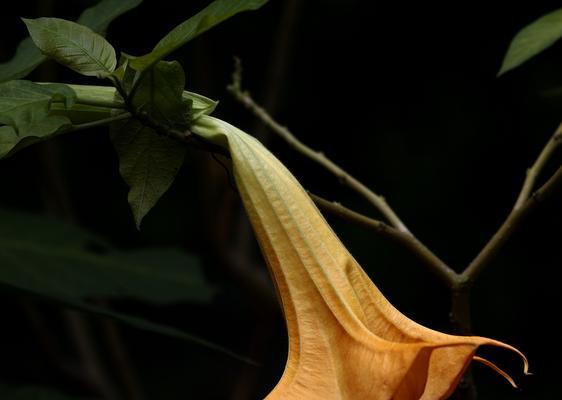 曼陀罗之花语（探索曼陀罗花朵所传递的深意）