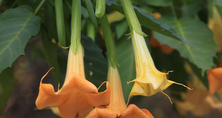 曼陀罗花（探索曼陀罗花的花语和魅力）