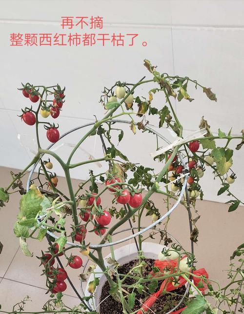 西红柿在花盆里种植的方法（步骤简单）