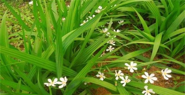 葱花盛开，美好预兆（以葱开花的寓意及预兆解读）