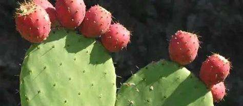 坚韧植物（探索植物世界中的顽强与坚毅）