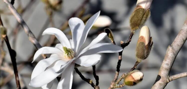 以代表理性的花——百合花的花语与象征（冷静理智的象征——百合花诠释内心深沉与智慧）