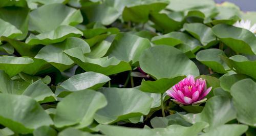 以代表清廉的植物为主题的文章（揭示自然界中的清廉品质）