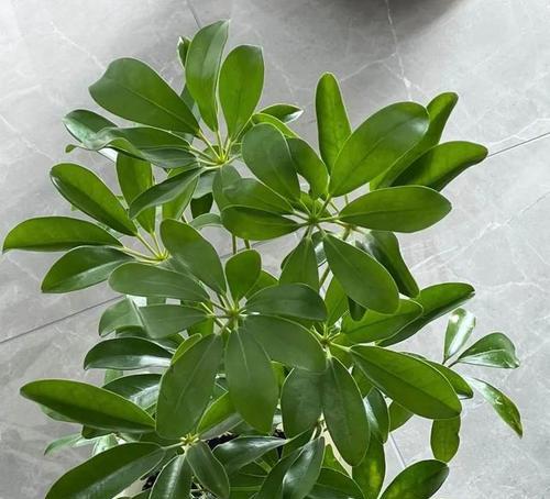 植物守护者（探索植物世界中的保护者——代表守护的植物）