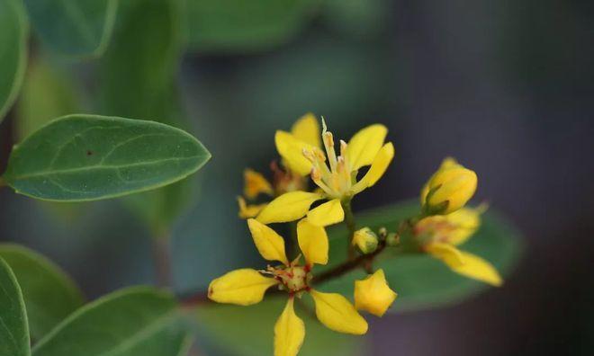 思念的花园——代表思念的植物（四季芬芳）