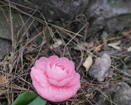 生命中的绽放——以代表向死而生的花为主题（用花的生命诠释生命的意义）