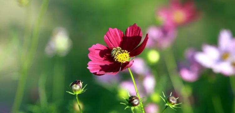 阳光积极坚强的花朵——勇敢绽放的力量（以花为镜）