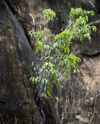 坚韧不拔的植物故事（以代表勇气和坚强的植物为主题）