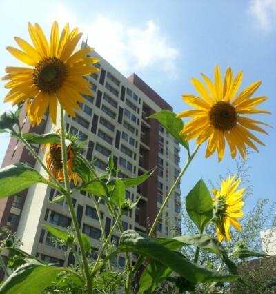 花开正能量（传递花语）