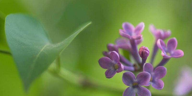 丁香花的花语（传递爱与祝福的丁香花）