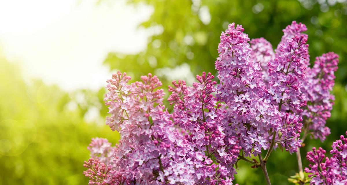 丁香花语的意义与传承（探究丁香花的象征意义及其文化传统）