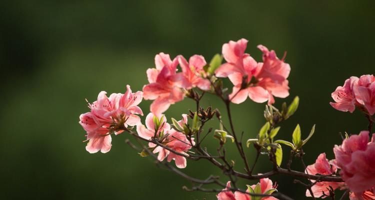 杜鹃花（追溯杜鹃花在古代的意义与寓意）