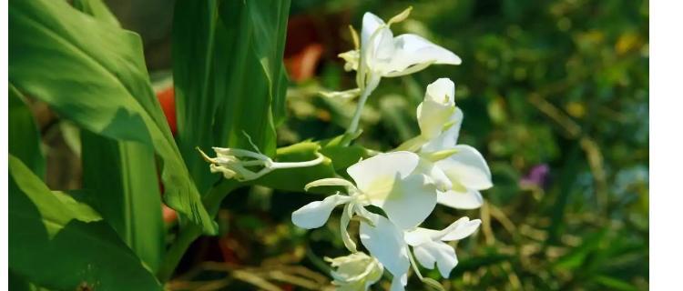 杜若花的花语与寓意（深情浓烈的杜若花）