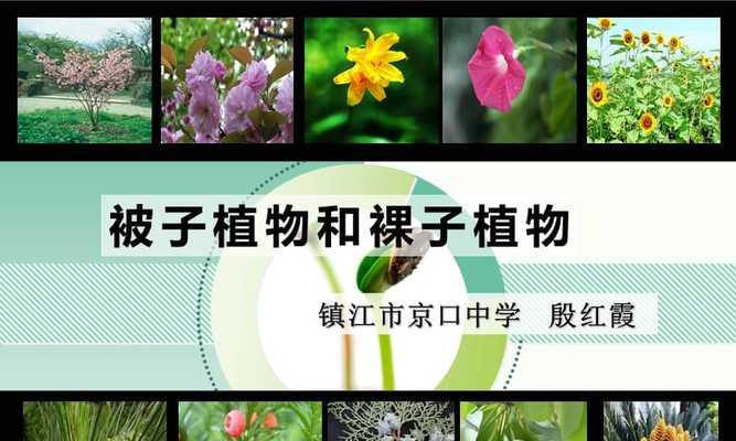 番茄的分类和生物特征（揭开番茄神秘面纱——从分类和生物特征看番茄是否为被子植物）