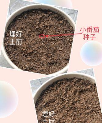 番茄种子发芽全过程（探秘番茄种子从发芽到成长的奥秘）