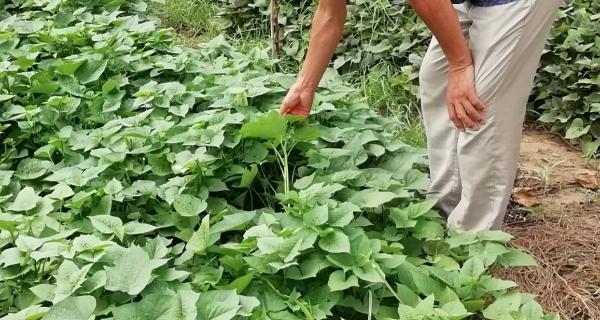 番薯种植条件详解（适合种在什么地方）