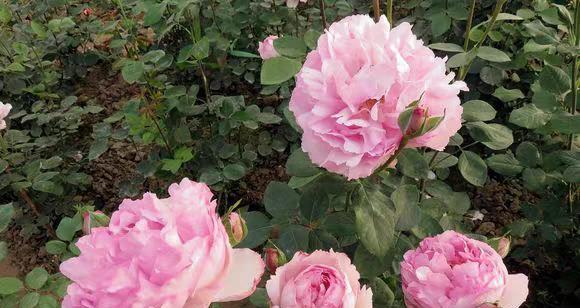 繁华都市月季的优缺点（探寻城市中月季花的美丽与局限）