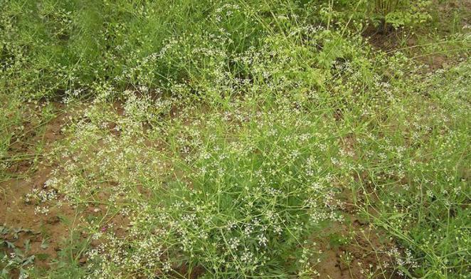 防风的种植方法与技巧（一年四季）