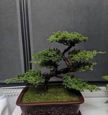 属虎房间的植物主题设计（适合属虎的15种室内植物及养护技巧）