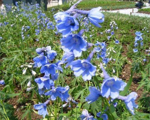 如何选择适当时间种植飞燕花种子（了解飞燕花的生长习性与天气条件）